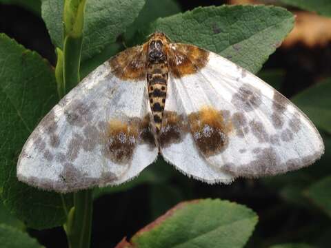 Image of clouded magpie