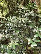 Image of Asian bayberry