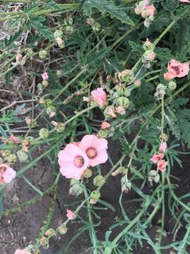 Image of Sphaeralcea chenopodifolia A. P. Rodrigo