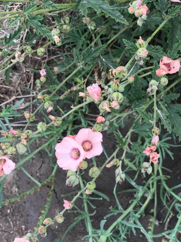 Imagem de Sphaeralcea chenopodifolia A. P. Rodrigo