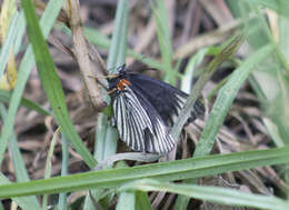 Image of white-rayed Patch