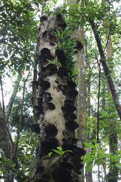 Lemmaphyllum diversum (Rosenst.) Tag. resmi