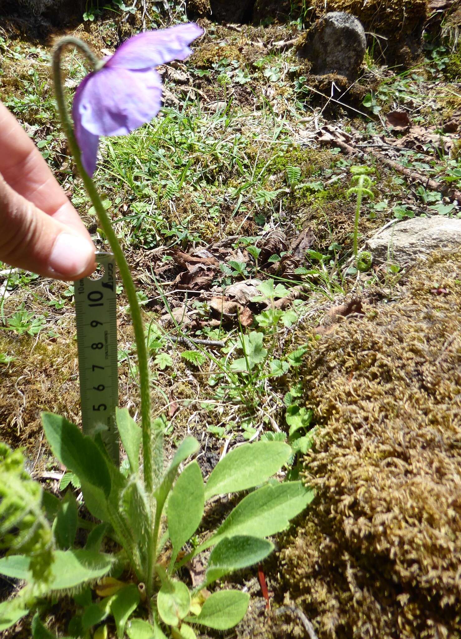 Image of Meconopsis simplicifolia (D. Don) Walp.