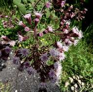 Ageratina deltoidea (Jacq.) R. King & H. Rob.的圖片