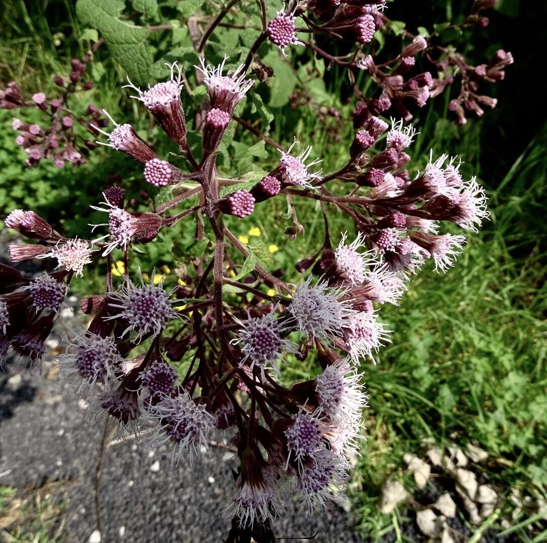 Ageratina deltoidea (Jacq.) R. King & H. Rob.的圖片