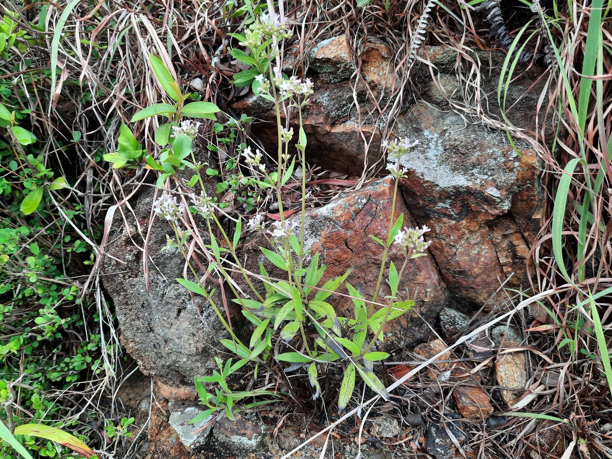 Image of Hedyotis lancea Thunb. ex Maxim.