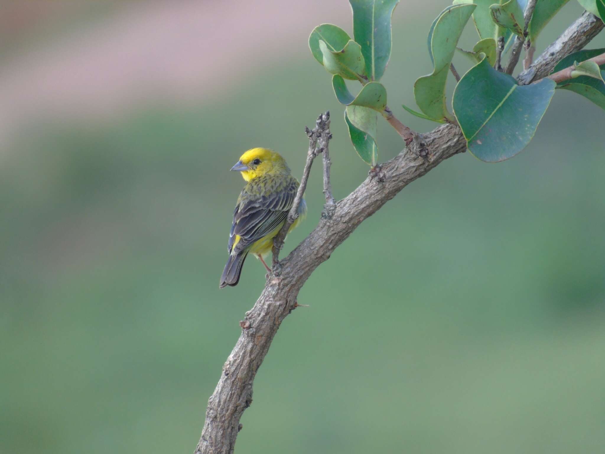 Image of Stripe-tailed Yellow Finch