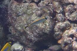 Image of Acropora Butterfly