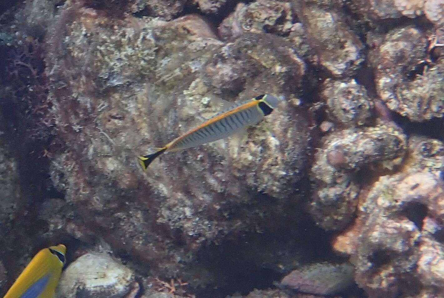 Image of Acropora Butterfly