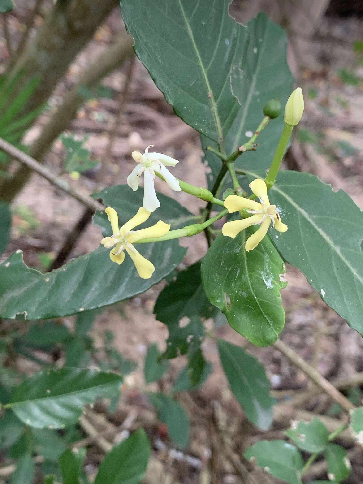 Image of Oxyceros longiflorus (Lam.) T. Yamaz.