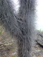 Cereus repandus (L.) Mill. resmi