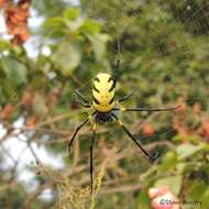 صورة Trichonephila turneri (Blackwall 1833)