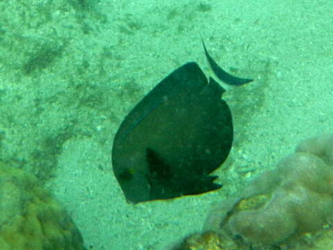 Image of Finelined Surgeonfish