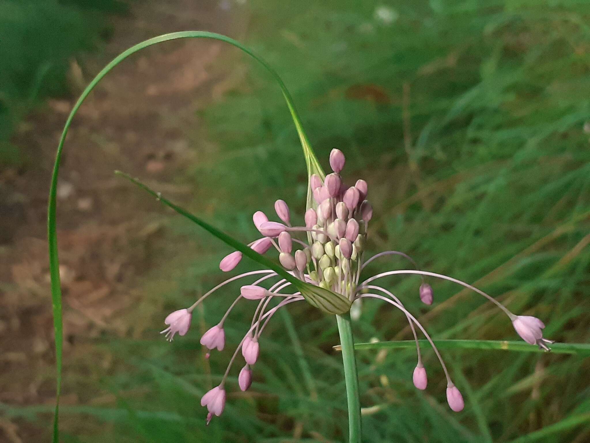 Image of Allium carinatum subsp. pulchellum (G. Don) Bonnier & Layens