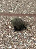 Image of Western Small-footed Myotis