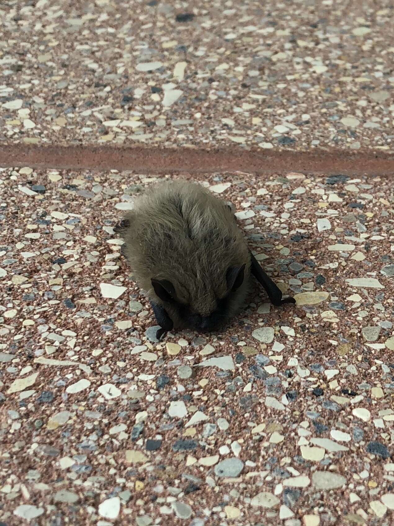 Image de Western small-footed bat