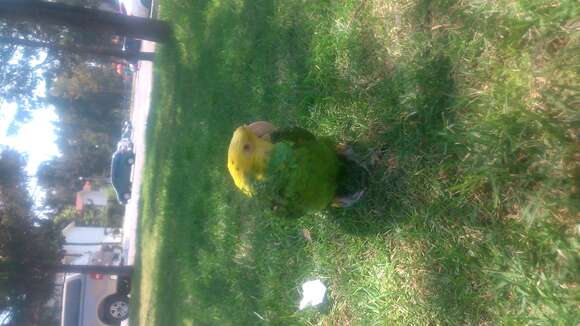 Image of Yellow-headed Parrot, Yellow-headed Amazon