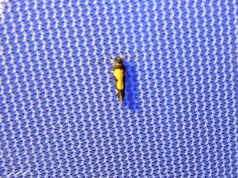 Image of Red-necked Peanutworm Moth