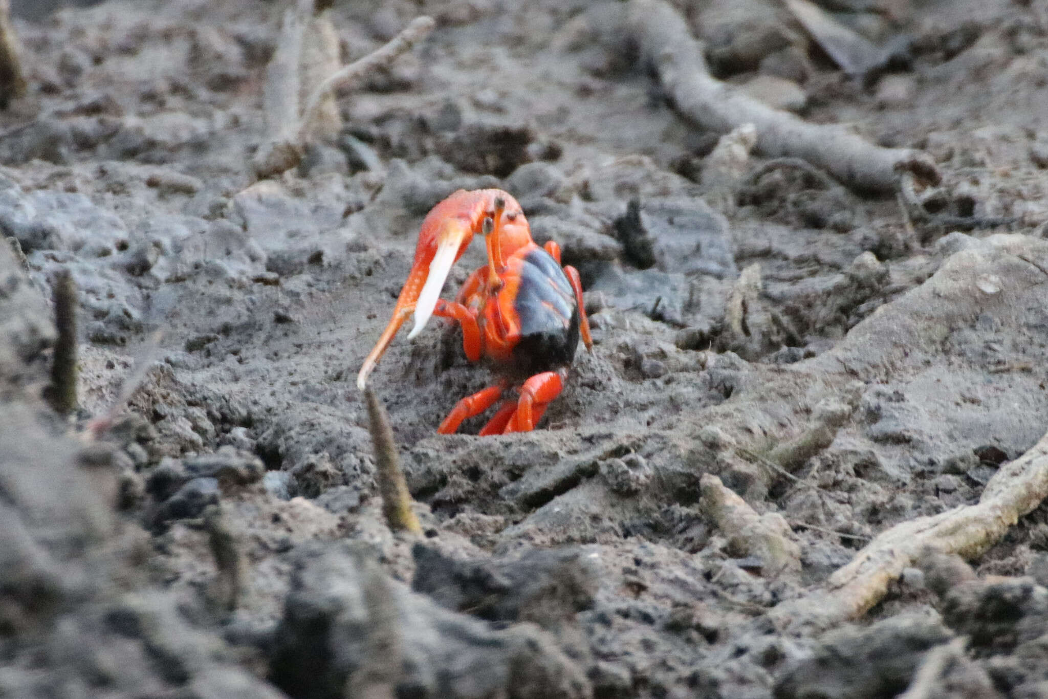 Image of Flame-backed Fiddler Crab