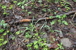 Image of Galanthus angustifolius Koss