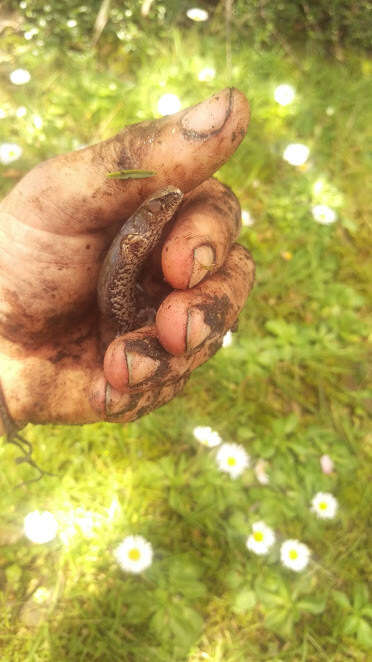 Image of Brown Skink