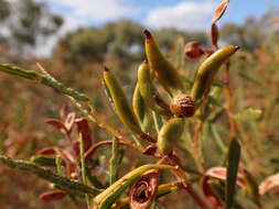 Image of acacia