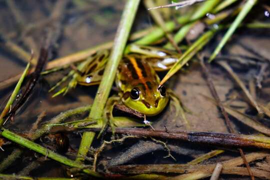 Imagem de Pseudis tocantins Caramaschi & Cruz 1998