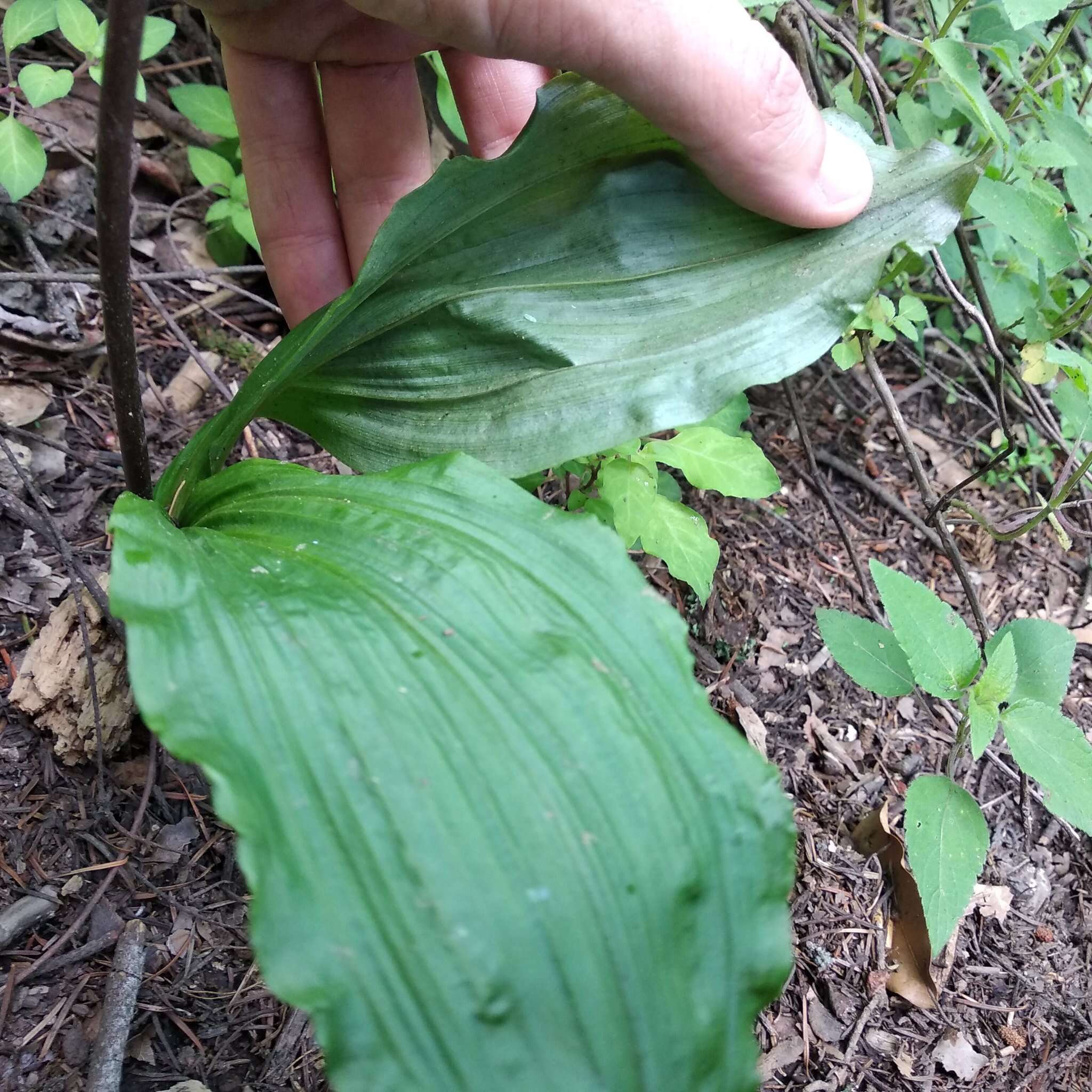 Govenia utriculata (Sw.) Lindl.的圖片