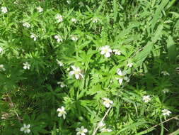 Image of Canadian anemone