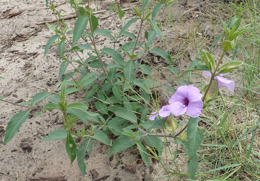 Plancia ëd Barleria mackenii Hook. fil.