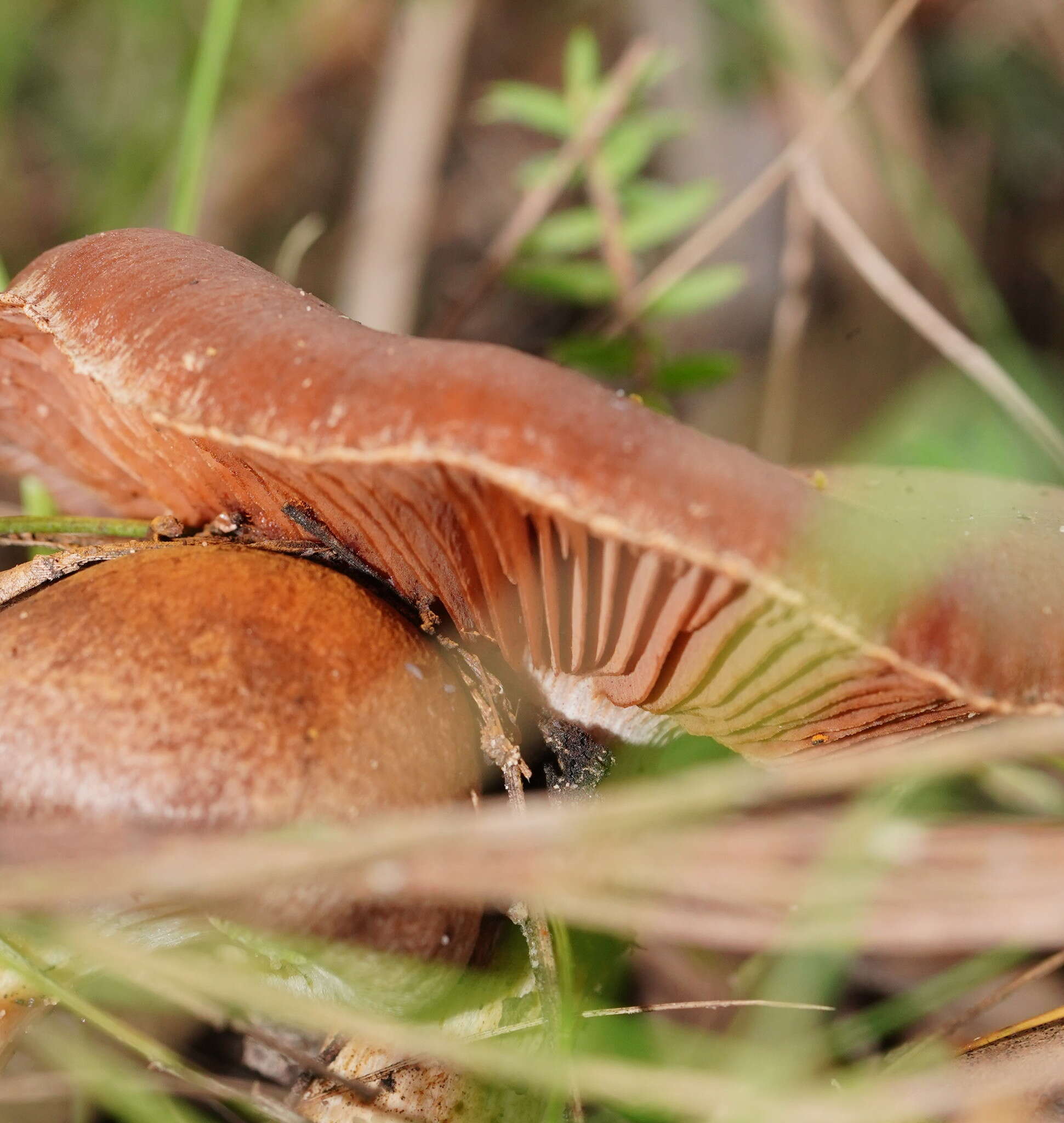 Plancia ëd Austropaxillus infundibuliformis (Cleland) Bresinsky & Jarosch 1999