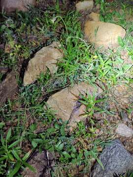 Image de Hemidactylus whitakeri Mirza, Gowande, Patil, Ambekar & Patel 2018