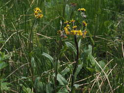 Tephroseris crispa (Jacq.) Schur的圖片