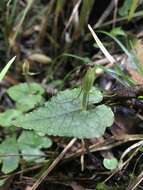 Image of Dancing spider orchid