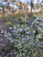 Image of Leucopogon fletcheri Maiden & Betche