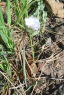 صورة Dichelostemma capitatum (Benth.) Alph. Wood