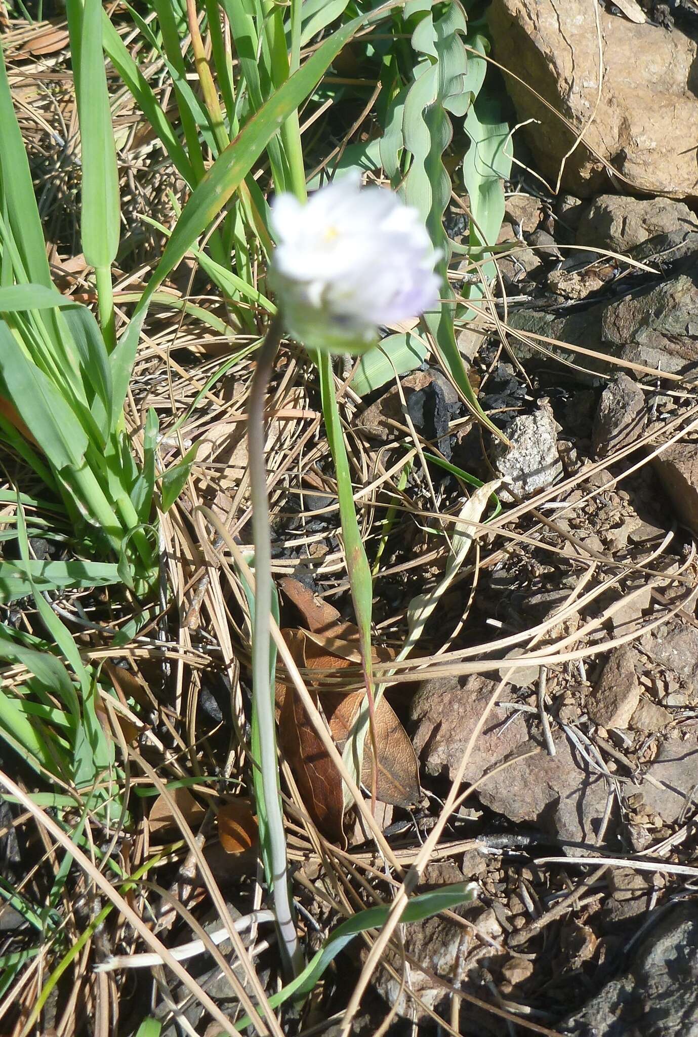 صورة Dichelostemma capitatum (Benth.) Alph. Wood