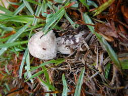 Leucoagaricus barssii (Zeller) Vellinga 2000 resmi