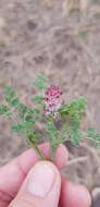 Image of Fumitory