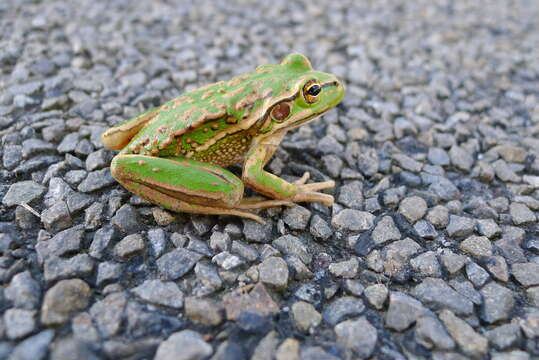 Image of Green and Gold Frog