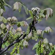 Image of Juglans australis Griseb.