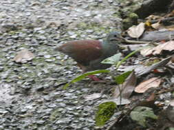 Image of Buff-fronted Quail-Dove