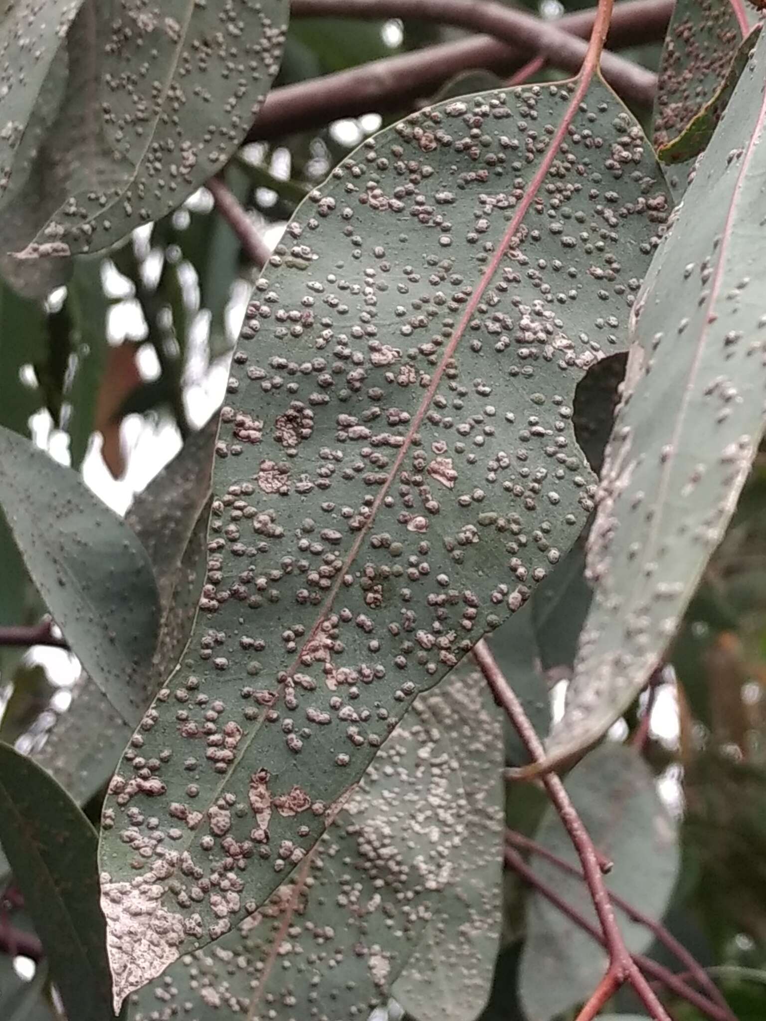 Image of Eucalyptus gall wasp