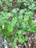 Image de Ribes rotundifolium Michx.