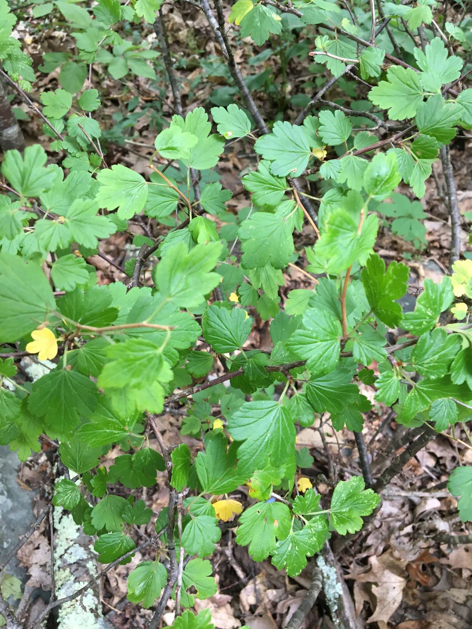 Image de Ribes rotundifolium Michx.