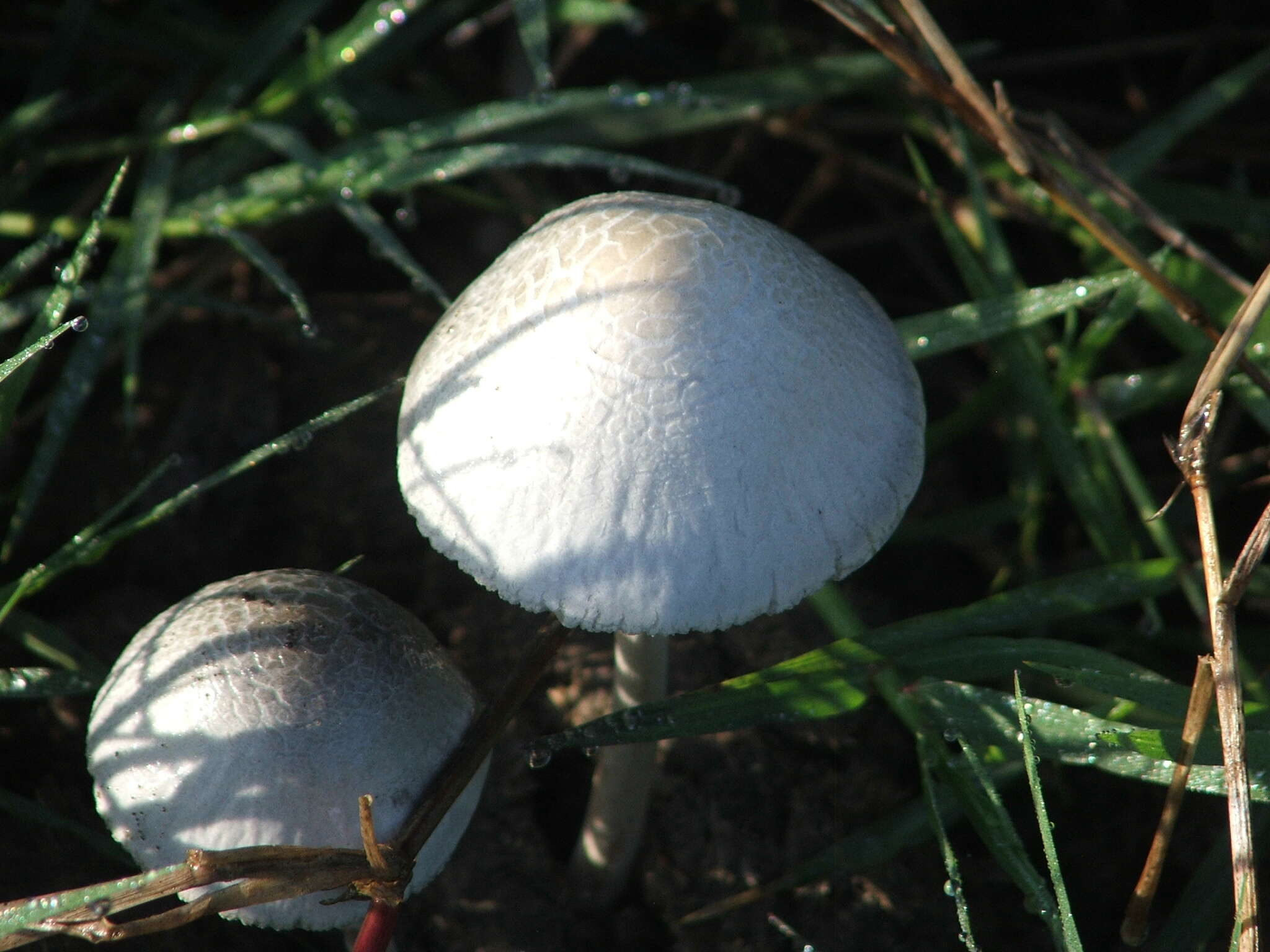 Image of Panaeolus antillarum (Fr.) Dennis 1961