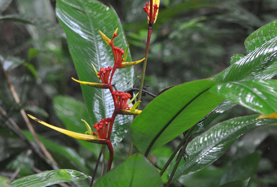 Image of Heliconia richardiana Miq.