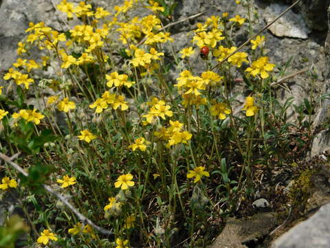 Image of Helianthemum canum (L.) Baumg.