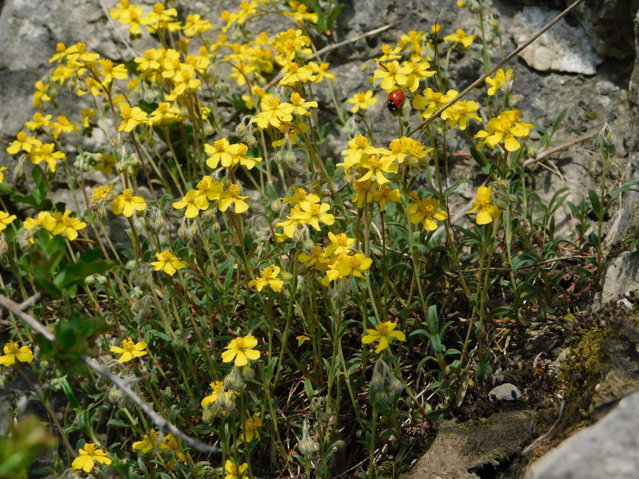 Imagem de Helianthemum canum (L.) Baumg.