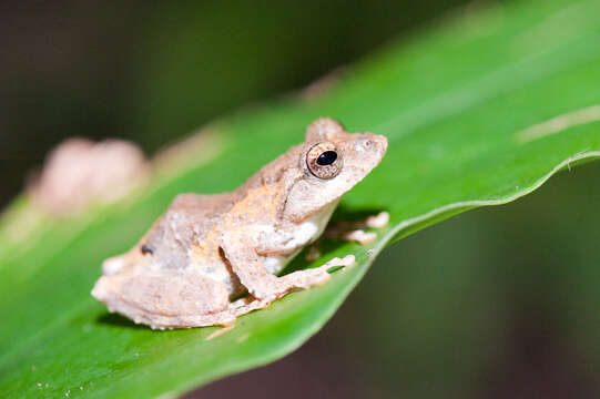 Слика од Kurixalus idiootocus (Kuramoto & Wang 1987)